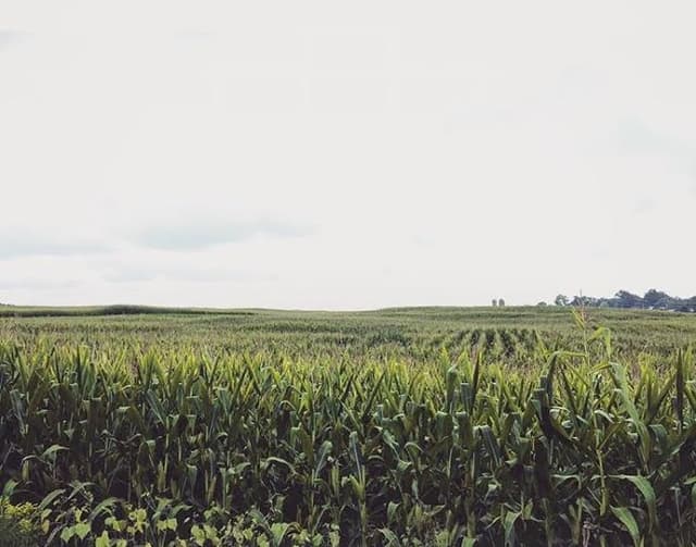 Finger Lakes Cornfield Landscape