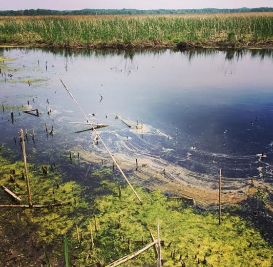 Flooded Wetland Marshland Landscape