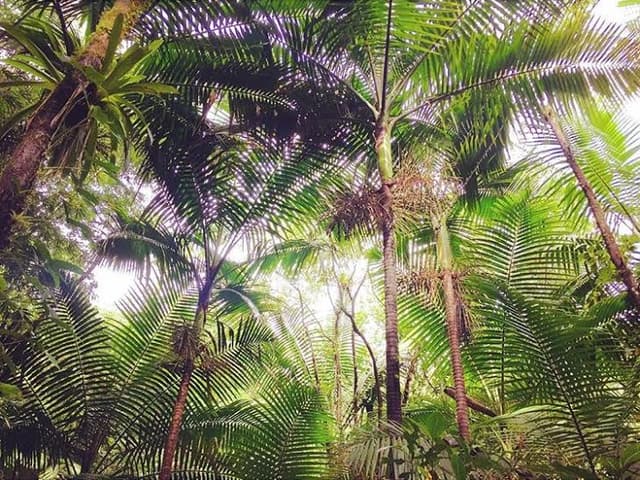 Puerto Rico Palm Forest