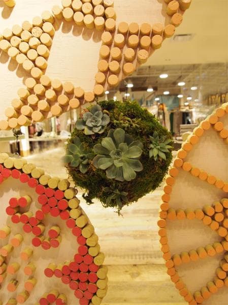 Cork and Succulent Installation